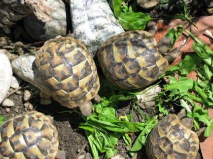 Griechische Landschildkröten Testudo hermanni boettgerie von2021