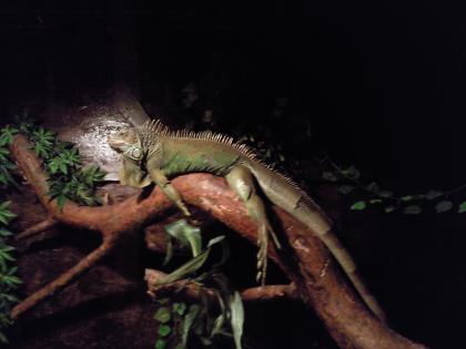 Leguan 1,40m männlich super zahm lässt sich anfasssen und streicheln mit Terrari