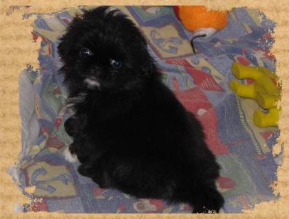 Shih Tzu - Pekinesen Mix Welpen