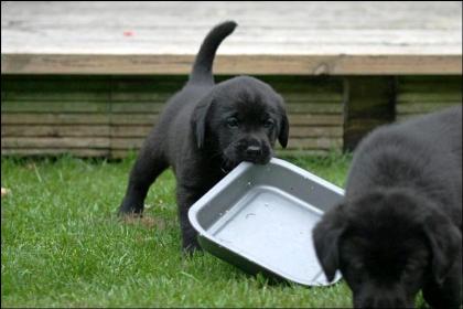 Süßer Labrador Mix Welpen!! 