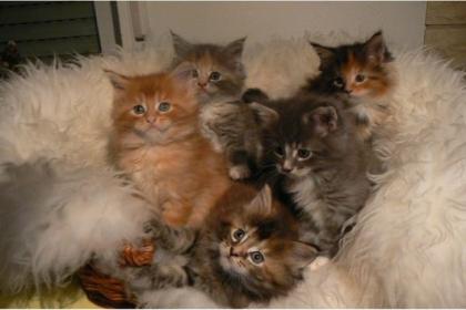 Maine Coon Kätzchen mit Stammbaum