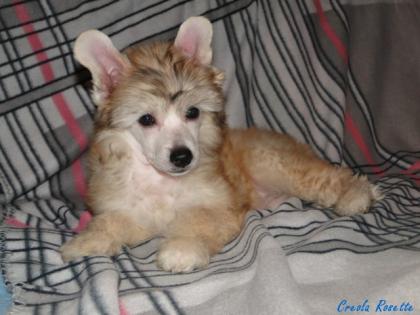 Chinese crested dog