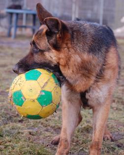 Lasse verspielt, Wasserratte und Balljunkie