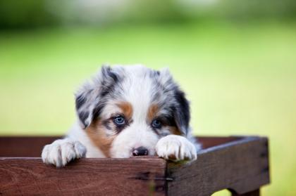 Australian Shepherd Welpen