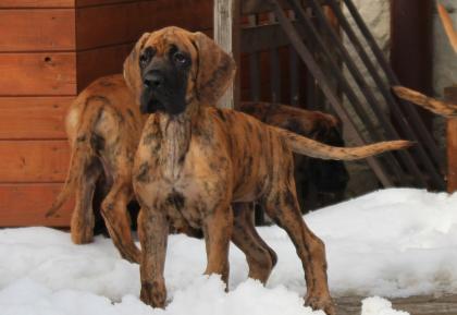 Great Dane - Puppies for Sale