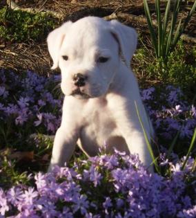 Wunderschöne Reinrassigen Boxer  Welpen