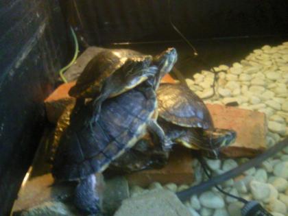 Gruppe wasserschildkröten mit zimmerteich und zubehör dringend abzugeben