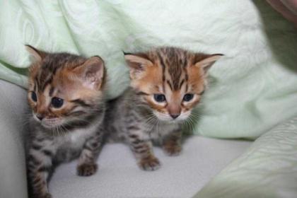 Typvolle Bengalkitten mit Ahnenpass und Traumhaft schöne Bengalkitten