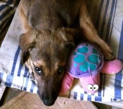 Bandy... ohne unsere Hilfe wird das Hundekind niemals richtig laufen können