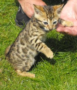 Wurfanmeldung! Bengal Kitten mit Papieren! 