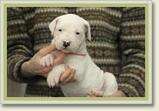 Dogo Argentino Welpen 