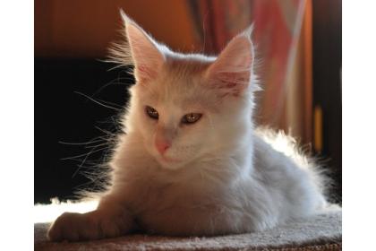 Zuckersüße Maine Coon Kitten -auch sanfte Riesen genannt- aus Hobbyzucht m P. ab