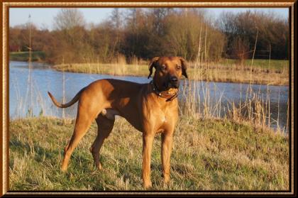 Rhodesian Ridgeback Deckrüde Fumo-Coffy von der Elwaha