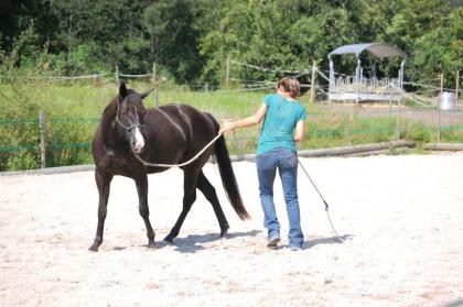 Blidhübsche,Paint Horse Stute