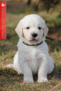 Golden Retriever Welpen