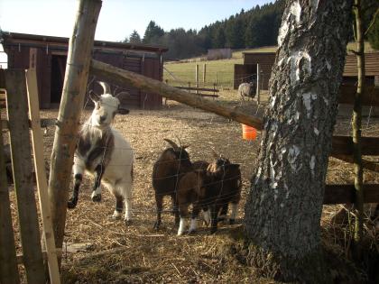 Zergziegenfamilie