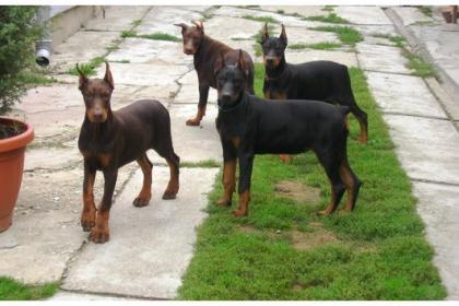 Rassestandart Dobermannwelpen 