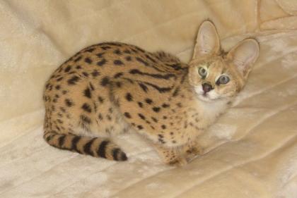 Serval, Jungtier