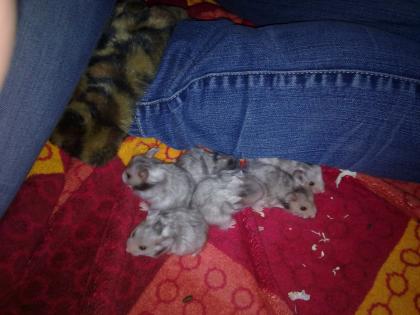 Teddyhamster 