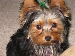  Yorkshire Terrier Welpen .