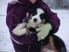  reinrassige Berner Sennenhund Welpen, 10 Wochen
