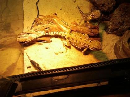 Zwergbartagamen (Pogona Henrylawsoni) zu verkaufen