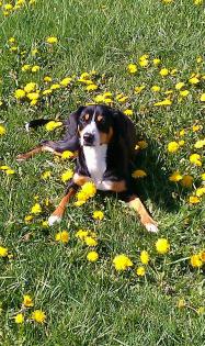 Junges Entlebucher Sennenhund Mädchen