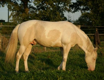 Deckanzeige, APHA Paint Horse Hengst, 3fach homozygot, im Einsatz