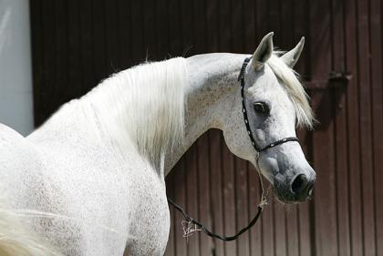 Handgefertigte Show-und Reitartikel der besonderen Art