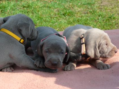 Weimaraner Welpen