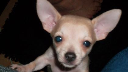 Süßes chihuahua baby 10 wochen jung