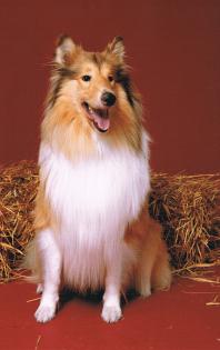 Collie-Rüde in liebevolle Hände abzugeben!