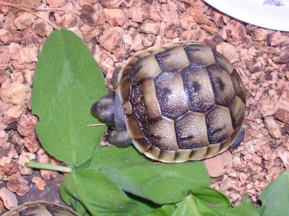 Maurische Landschildkröten zu verkaufen!