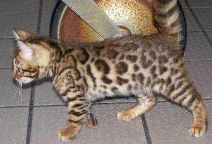 Bengal Kitten -m. Pap. - kontrastreich gezeichnet