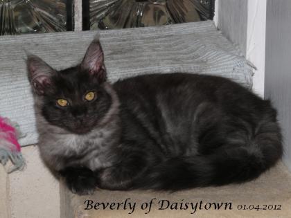 Reinrassiges Maine Coon Kitten Beverly