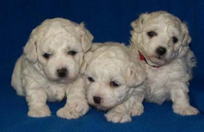 Bichon Frise Welpen abzugeben