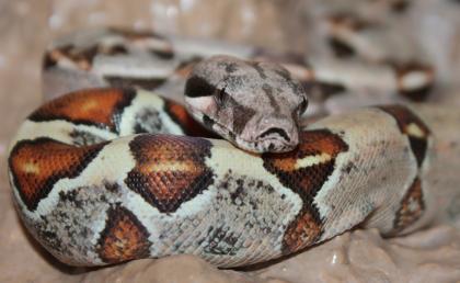 0.1 Boa constrictor Imperator 100% het Albino Kahl-Linie Papiere