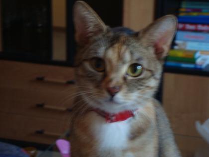 Katze sucht neues Zuhause