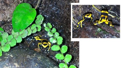 Dendrobates Leucomelas