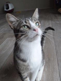 Schmusekater Charly sucht ein zu Hause