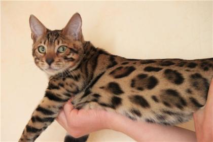 Bengalkatzen,Bengalen,bengalkatze