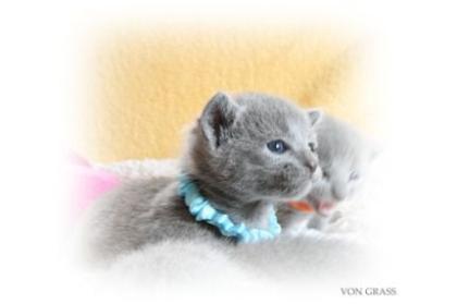 Russisch Blau kitten 