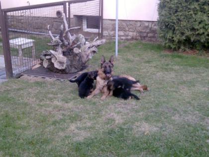 Zwei Deutsche Schäferhund Welpen/Rüden  abzugeben