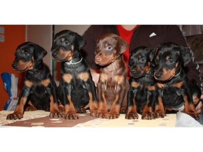 Qualitätsvolle Dobermannwelpen