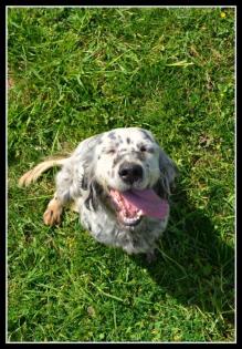 Gemma   English Setter  Mix: Das Halsband war so eng, dass es bei jeder Bewegung