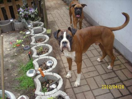 Boxer Deckrüde steht den damen zur verpaarung bereit.