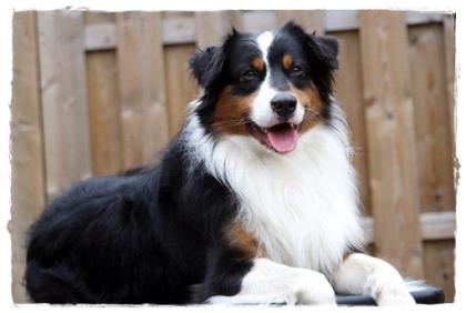 Australian Shepherd Deckrüde