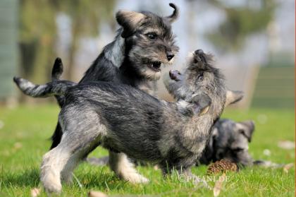 MITTELSCHNAUZER / Schnauzer Welpen PFEFFER-Salz