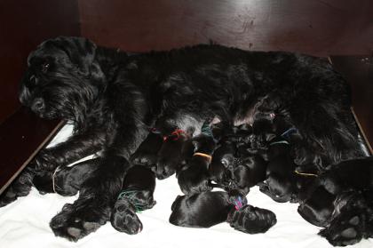 Riesenschnauzer Welpen schwarz