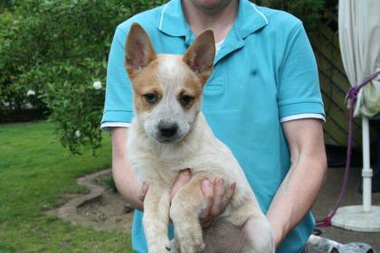 Australian Cattle Dog Welpen